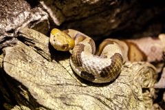 Small image of A copperhead with its front half on a piece of worn wood. It has yellow markings on its head.