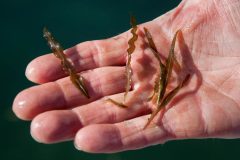 Small image of A hand holds four reddish-brown curly pondweed leaves, no larger than the hand's palm.