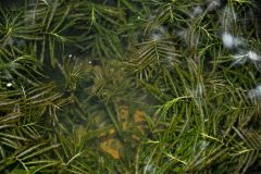 Small image of A dense mat of curly pondweed floats just under the water's surface.