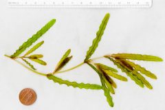 Small image of A segment of curly pondweed sits on a table next to a thin ruler and a penny. The piece of the plant is roughly 15 centimeters long, and features reddish-green leaves with curly, finely toothed edges that grow alternately from a thin stem.