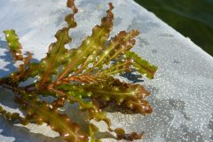 Small image of A segment of curly pondweed with broad, reddish-brown leaves rests on the edge of a boat.