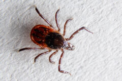Small image of Deer tick on a white paper towel.