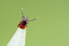 Small image of A deer tick sits on a leaf with its forelegs stretched out.