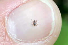 Small image of A very tiny deer tick nymph on a numbnail.