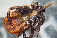 Small image of Closeup showing the underside of a deer tick.
