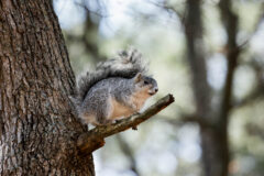 Small image of A Delmarva fox squirrel sits on a small branch, revealing its white belly to the photographer below.