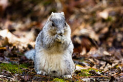 Small image of A Delmarva fox squirrel stands on the forest floor, holding a morsel of food to its mouth and revealing its white belly.