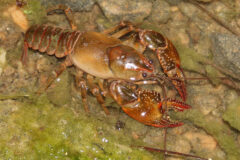 Small image of A devil crayfish on a rough, muddy surface with algae and bubbles of water visible nearby.