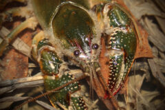 Small image of A front view of a greenish devil crayfish with only red highlights on the tips of its claws and on ridges and joints of its head and legs.