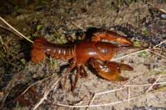 Small image of A reddish brown devil crayfish on damp, sandy ground scattered with grasses and dead leaves.