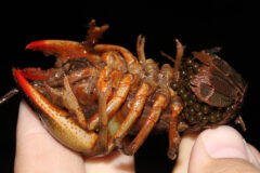 Small image of A devil crawfish held in human fingertips, emphasizing how small it is. A mass of brown, spherical eggs is visible, tucked behind the tail. At least 10 eggs could fit on a human thumbnail, and there appear to be at least 100 eggs present.