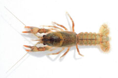 Small image of A devil crawfish from above. It shows reddish markings and a light tan body with lots of dark gray speckles in varying density.