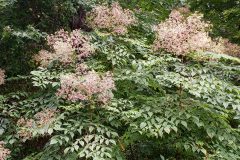 Small image of A large shrub with compound leaves and purple berries.