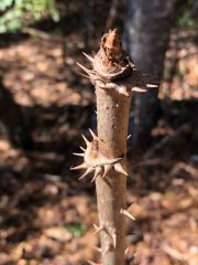 Small image of Thick thorns emerge from the base of the Devil's walking stick.