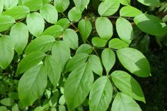 Small image of Large green compound leaves are at the base of the Devil's walking stick plant.