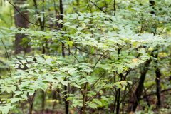 Small image of A Devil's walking stick plant grows in an open woodland area.