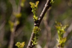 Small image of Thick thorns and green sprouts emerge from the Devil's walking stick stem.