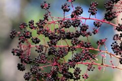 Small image of Dark purple berries bloom on the Devil's walking stick.