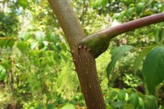 Small image of Thick thorns emerge from the stems of the Devil's walking stick.