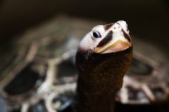 Small image of A closeup of the face of a diamondback terrapin. It is pale with black markings above its mouth and above its eyes and nostrils. The area from its chin down its neck also appears black.