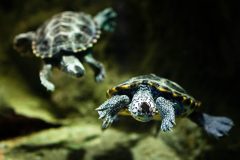 Small image of Two diamondback terrapins swim underwater, one much smaller than the other. There is a large black splotch between the eyes of each.