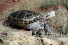 Small image of A profile view of a diamondback terrapin standing on rocky ground. Its shell is mostly dark gray and its head is pale with black markings on the chin and around the eyes and above. It does not have a black "moustache" of markings above its mouth.