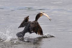 Small image of A double-crested cormorant takes off from the water, creating a large splash and holding a silver alewife in its bill.