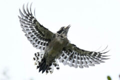 Small image of Seen from below, a downy woodpecker flies with its black and white wings held wide.