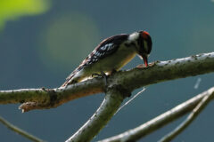 Small image of A downy woodpecker uses its beak to search for insects hidden beneath the bark of a tree.