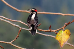 Small image of A male downy woodpecker perches on a thin branch.