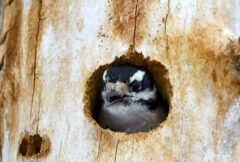 Small image of A downy woodpecker pokes its head out from a small hole in the trunk of a tree.