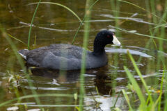 Small image of An American coot swims through a marsh, its yellow legs and large feet visible just under the water's surface.