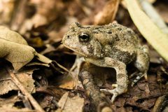 Small image of An eastern American toad, in shades of gray and brown, sits among dead leaves and twigs on the ground. It has several distinct warts, which are darker, along its back.