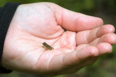 Small image of A tiny immature eastern American toad sits in a human hand.