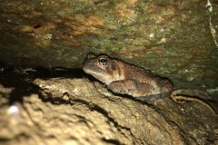 Small image of An eastern American toad sits underneath a large rock.