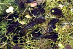 Small image of Several black tadpoles swim through a tangle of submerged vegetation.