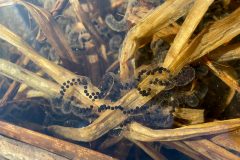 Small image of Long, translucent tubes entangle submerged vegetation. The tubes are full of many dark, round eggs.