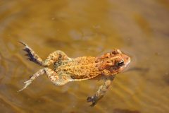 Small image of An eastern American toad with light brown warts swims with its head above the surface of the water.