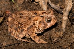 Small image of A closer image of an eastern American toad, in shades of brown and tan, sits among dead leaves and twigs on the ground. It has several distinct warts, which are darker, along its back.