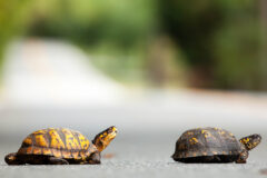 Small image of Two eastern box turtles cross a road. One has much more brown to its coloration while the other has many more yellow markings.