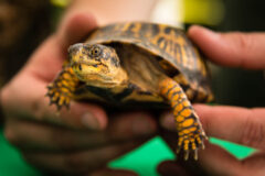 Small image of A closeup view of a female eastern box turtle, showing its yellow-brown eyes as well as the rounded yellow-orange markings up and down its legs and feet. The turtle is held up by human hands.