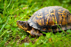 Small image of A profile view of a female eastern box turtle. Its markings are predominantly yellow, with just a hint of orange.