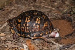 Small image of An eastern box turtle in the middle of laying an egg. It is among the lead litter, laying the egg onto an area of sandy soil.