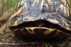 Small image of A closeup view of a box turtle that is hiding its body completely within its carapace. It is sitting in a grassy area.