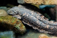 Small image of A back view of a hellbender with small, pale orange patches on a dark gray body. The patches are both on the folds and smoother areas of the body. The hellbender sits on rocks underwater.