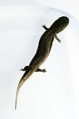 Small image of An immature hellbender on a white background. It is thin and dark brown-gray, with small legs and feet without the distinct white toes and with less texture and color variation than the adult hellbenders.