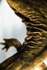 Small image of A closeup on the folds of a hellbender's skin, with orange speckles.