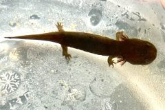 Small image of A closeup on a helbender larva in a human-made container. It is thin and dark brown, with tiny legs and feet and feathery gills protruding from its head, similar to an axolotl.