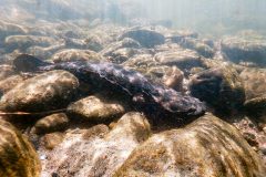 Small image of A dark brown hellbender on the rocky bottom of a body of water. Its body is flat and its limbs short as it sits against the rocks.