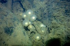 Small image of A cluster of hellbender eggs, white are translucent white around a brighter white center.